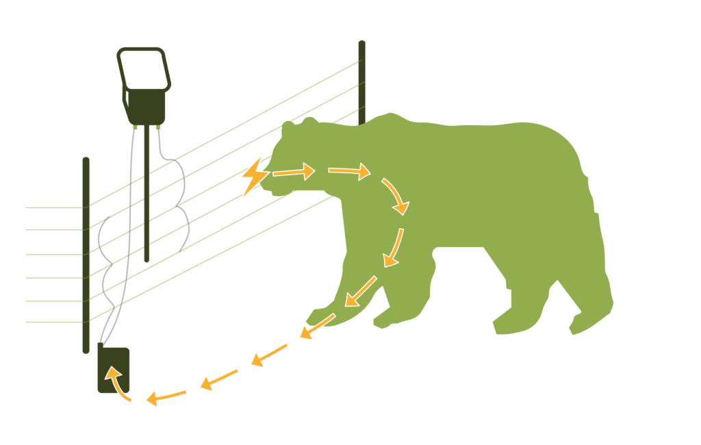 Bear Electric Fencing
